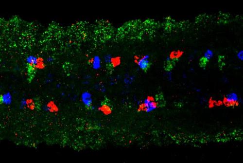 ‘The lights of life’ was entered by PhD student Atachapon Theppichaiyanond. During the development of the central nervous system (CNS), neural progenitors generate neurons by undergoing asymmetric division (cell division that generates a neuron and a neuron progenitor or two distinct neurons at the same time). 